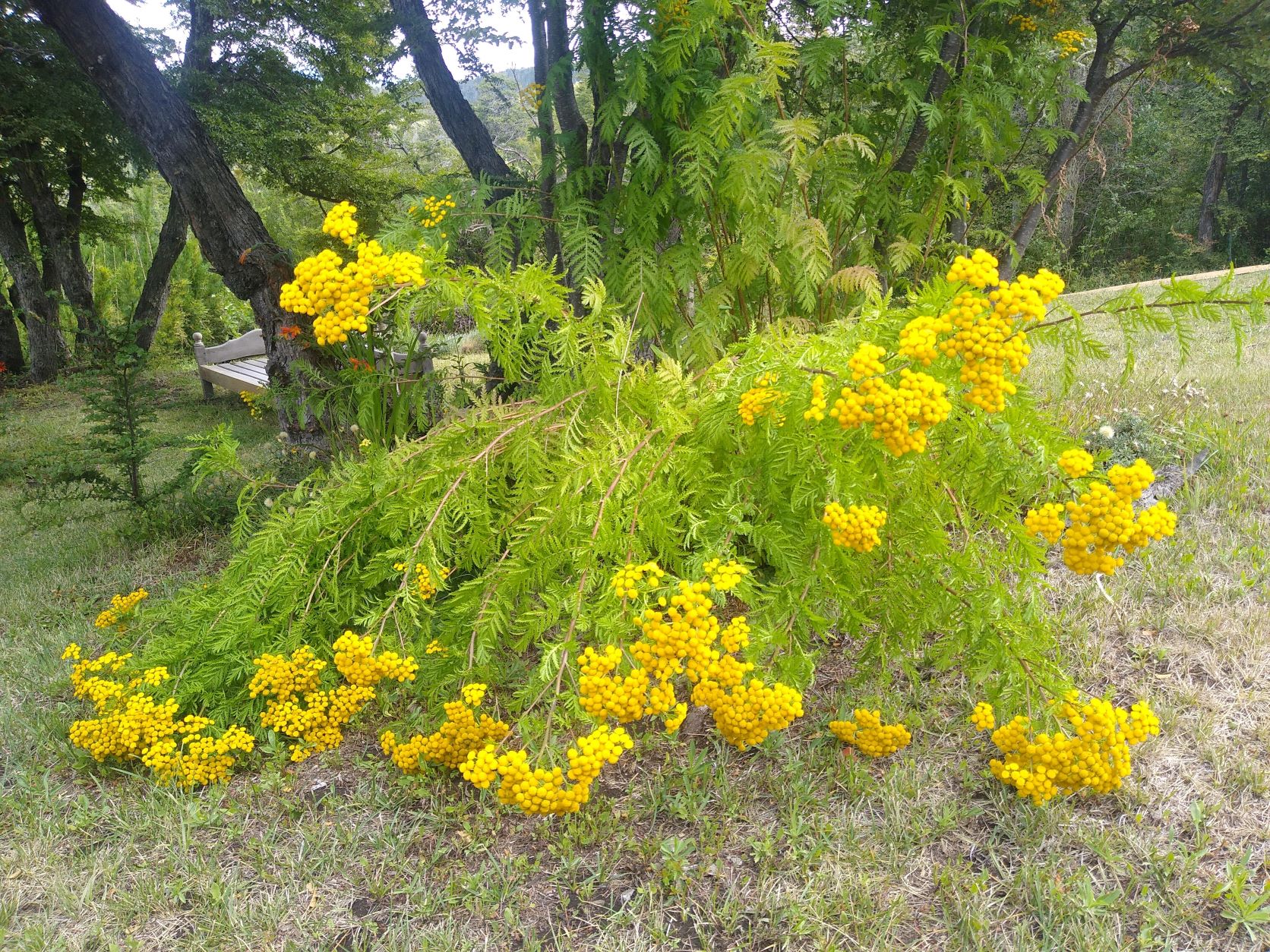 flores salvajes amarillas